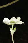 Flowering dogwood